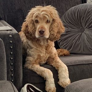 Meet your Posher, Loren